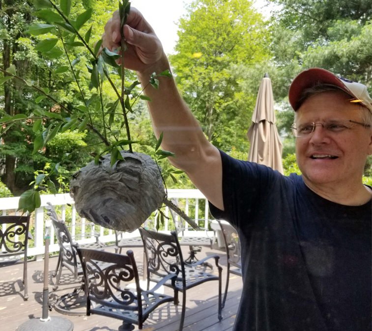 Hornets – 1, Dad – 0